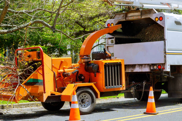 Best Tree Cabling and Bracing  in Lynn, MA