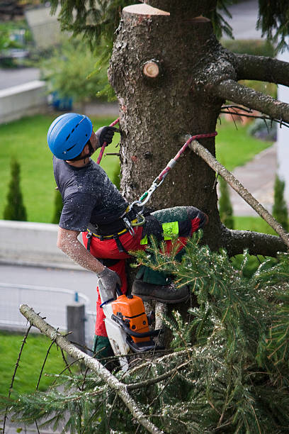 Best Storm Damage Tree Cleanup  in Lynn, MA