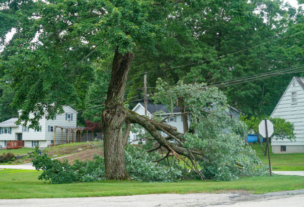 How Our Tree Care Process Works  in  Lynn, MA